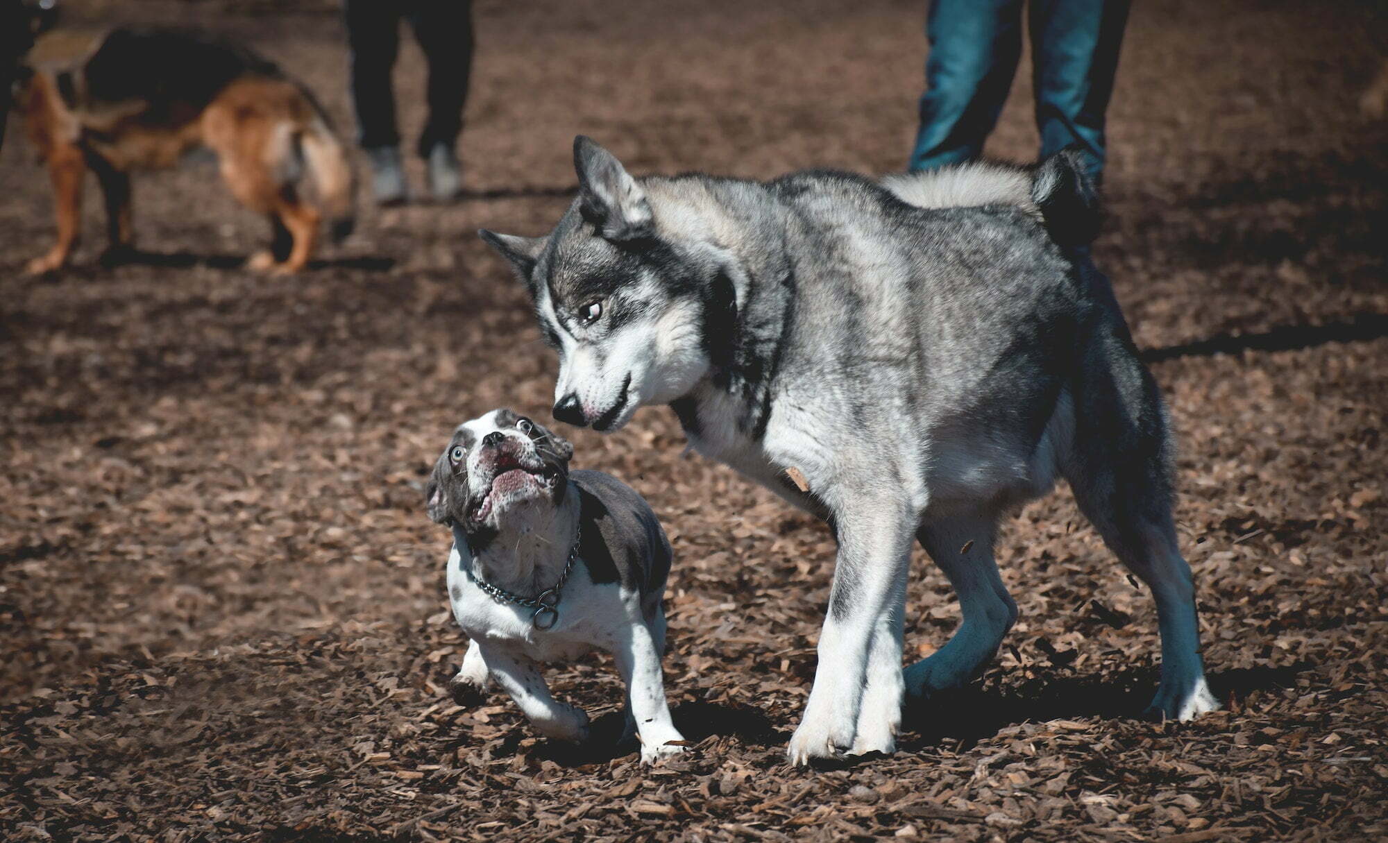 Husky dog trying to intimidate french bulldog at an off leash dog park