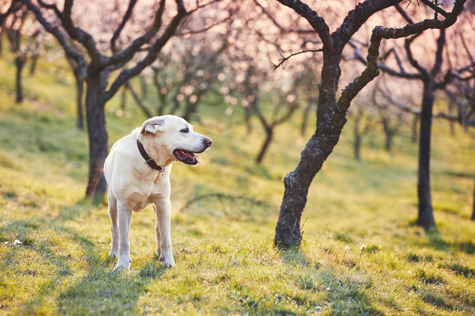 Dog in spring nature