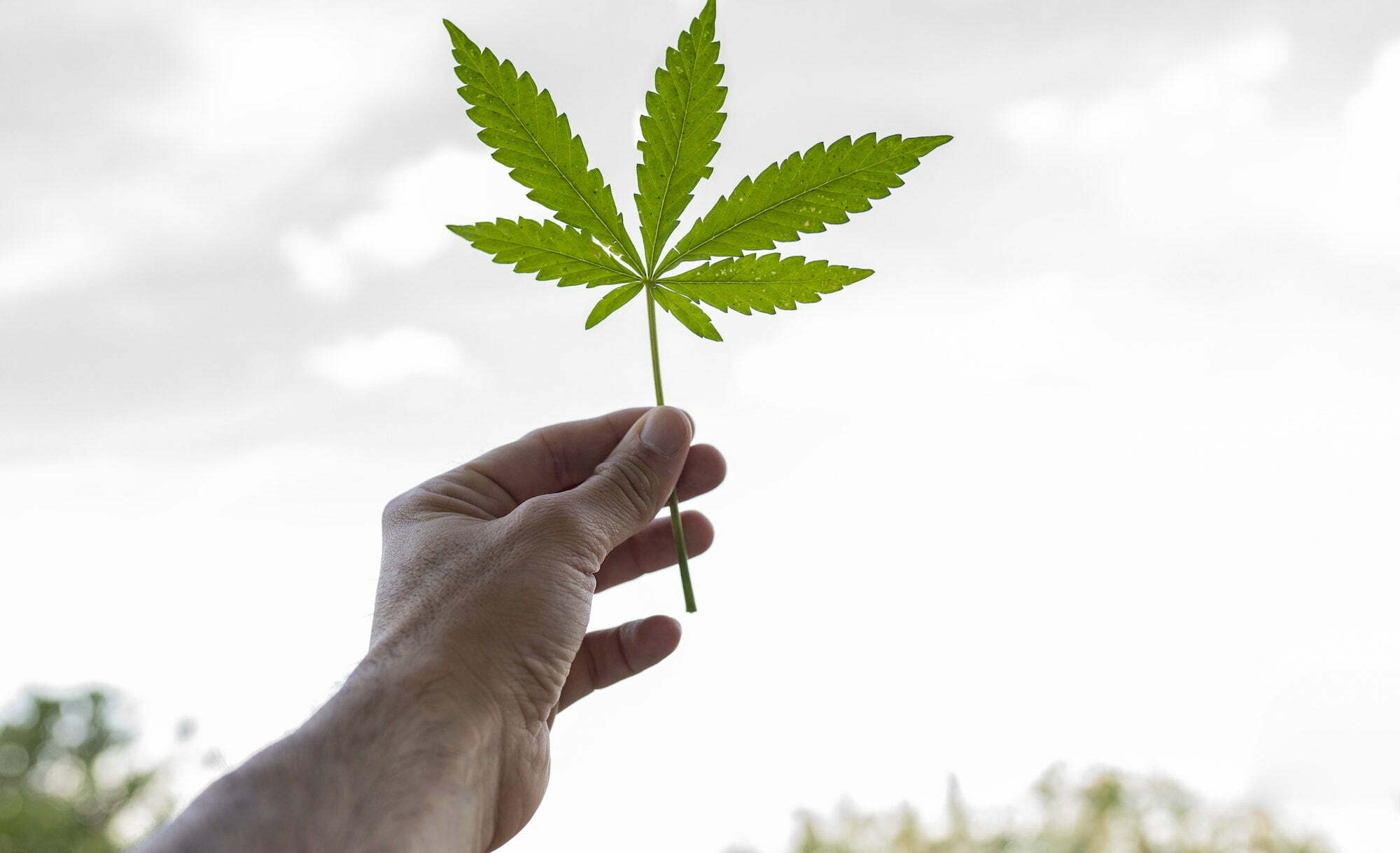 hand holding a marijuana plant leaf
