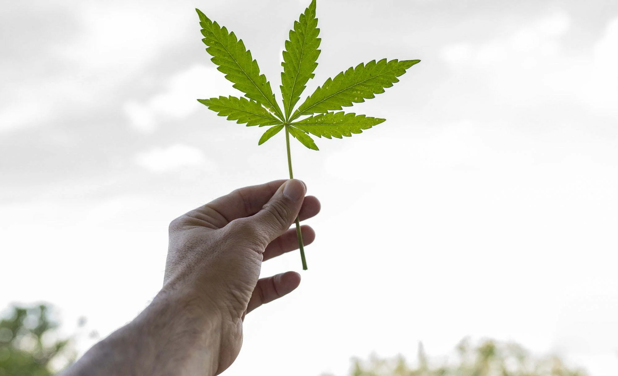 「大麻始終是是毒品」VS「早該合法」── 感受極端的加拿大人都加入大麻合法化的實驗 | CitiOrange 公民報橘
